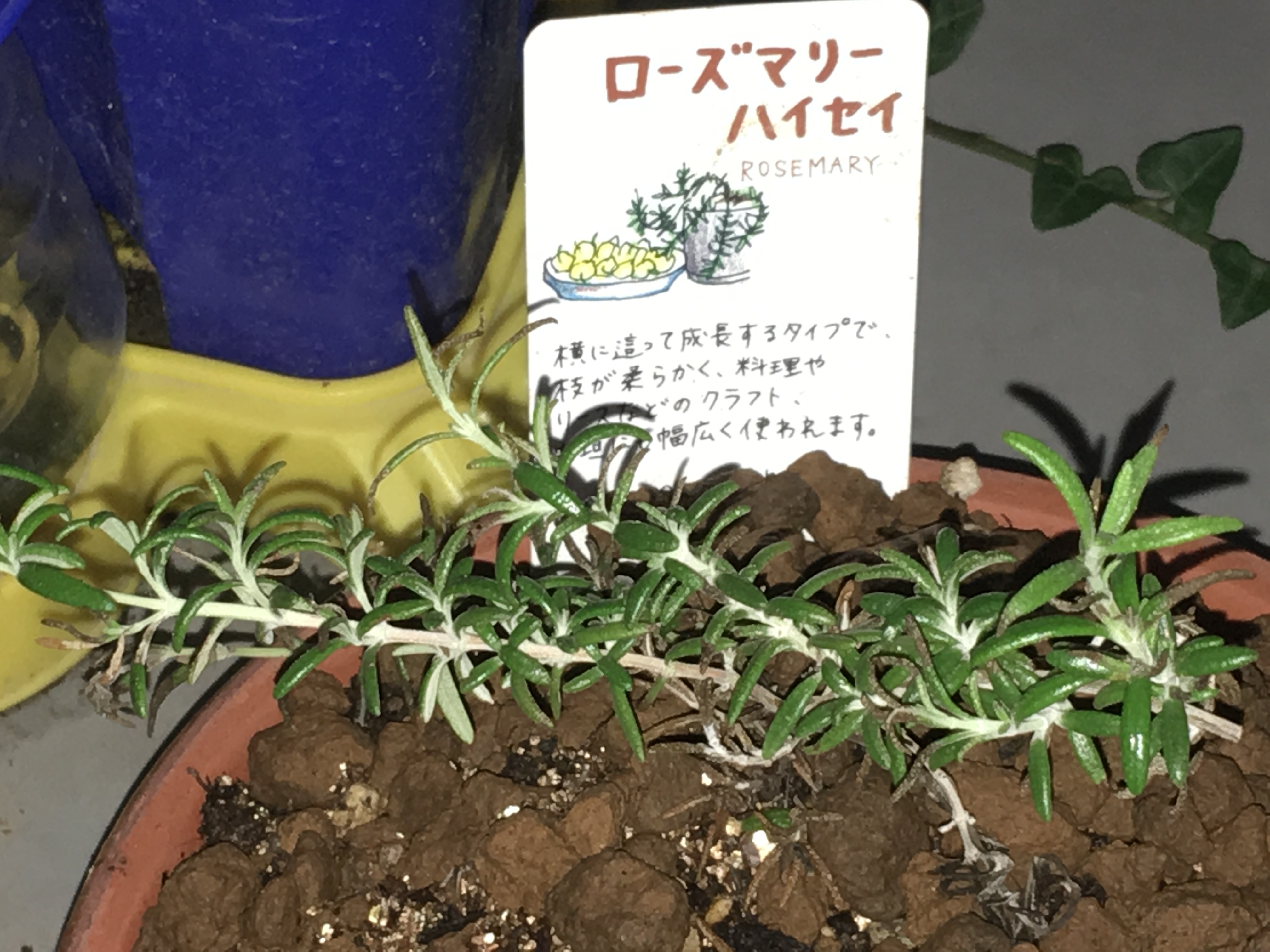 ローズマリーの苗の植え方は 失敗しないためのポイント 家庭菜園チャレンジ ブログ