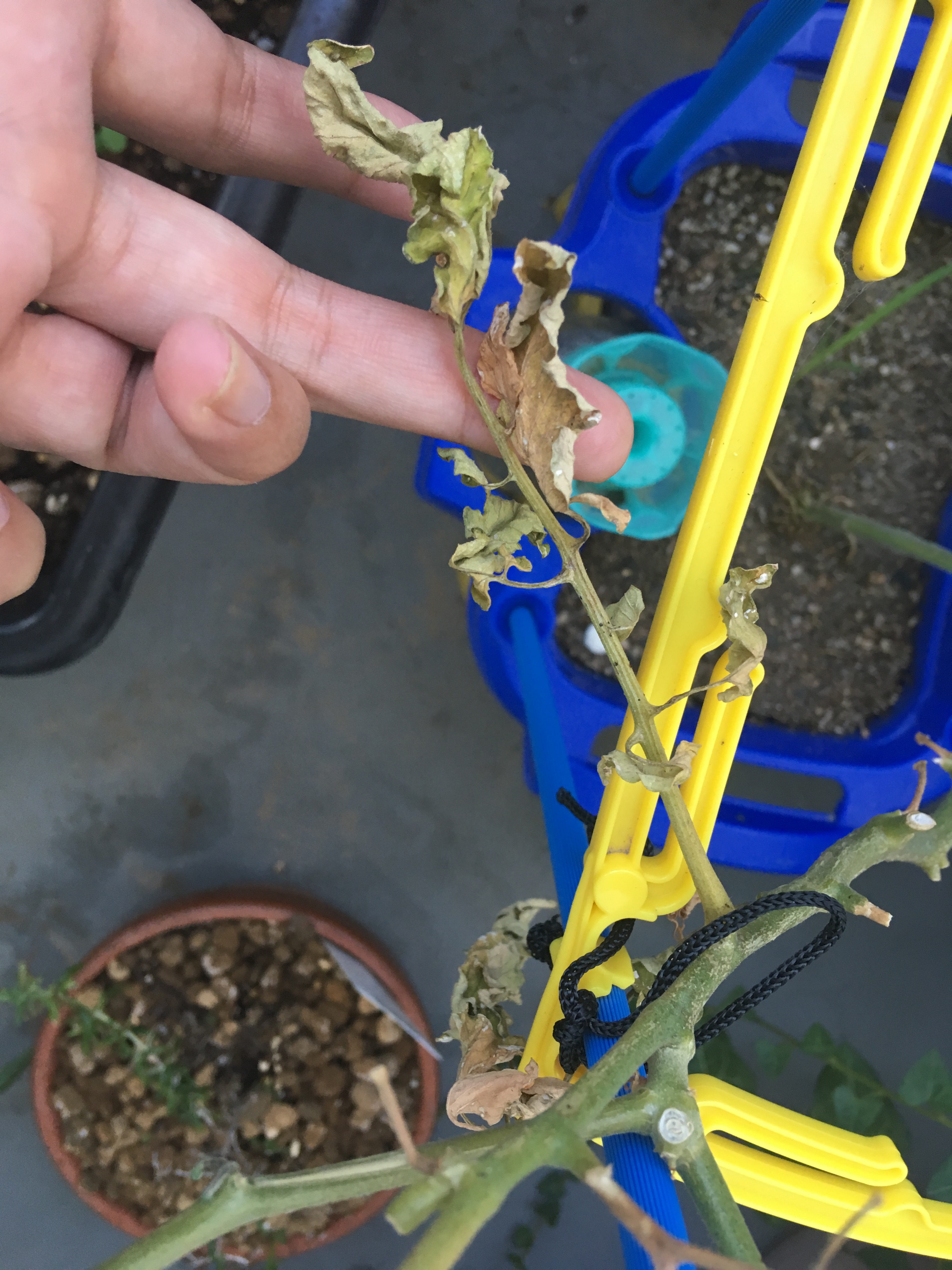 ミニトマトの茎が茶色 葉っぱが枯れてきました 家庭菜園チャレンジ ブログ